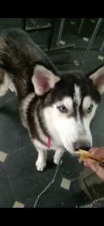 I want to sell my husky