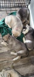 Sweet Husky puppies