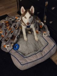 10 month old husky needs a new home