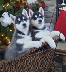 Quality reg Registered Siberian Husky puppies For Sale.
