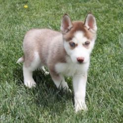 Beautiful Siberian Puppies for sale - Melbourne
