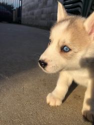 Siberian Husky Puppies for $300