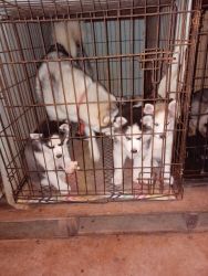 Akc and ckc registered Siberian husky puppies 7 weeks old