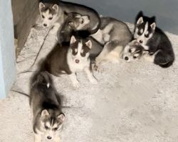 purebred huskies, no mixed bloods. previous broods grew into ver