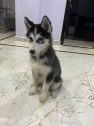 Siberian husky for sale in Bangalore