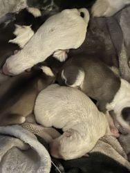 New Siberian huskies pups