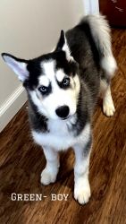 Husky puppy’s for sale