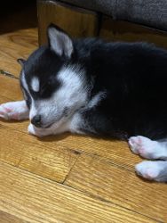 2 Month-Old Siberian Husky For Sale