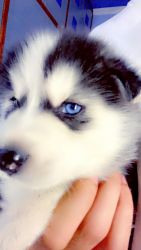 Husky blue eye 1 month old