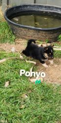 Ahusky Puppies for Sale