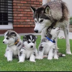 We have two beautiful Husky available