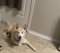Husky looking for a new home