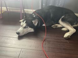 Adult male husky needs forever home