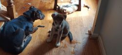 Puppies want good home