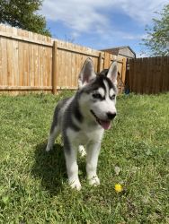 Siberian Husky Puppies Looking for Forever Homes