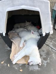 Huskies for sale
