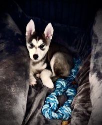 Male 4 month old Husky Puppy for sale