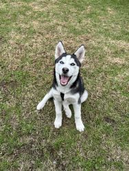 Siberian husky looking for a good home