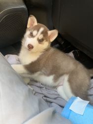 9 week old male Beautiful Husky looking for forever home