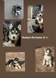 Husky’s Re Home