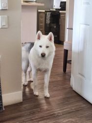 Gray and white Siberian Husky for sale