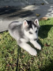 Looking for a new home for this Siberian Husky