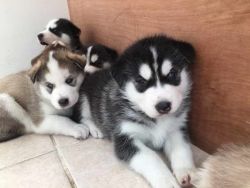 Home raised Siberian husky puppies