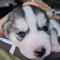 AKC Siberian Puppies for new home