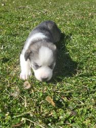 Full-blooded husky puppies