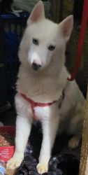 $750 purebreed 6months husky girl with papers brooklyn n.y