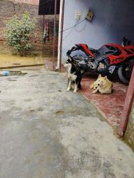 Selling 1 year husky fully vaccinated