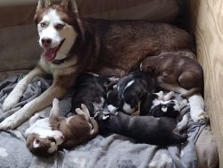 ACA Registered Husky Pups - 1st Shots & Worming