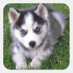 Fantastic Siberian Husky Pups Available