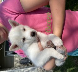 8 Siberian Huskies ready for adoption May 8