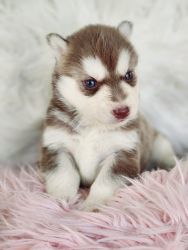 Beautiful Siberian Husky Puppy