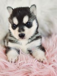 Beautiful Siberian Husky Puppy