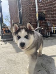 Pure bred husky’s for sell