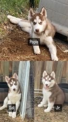 Beautiful puppies