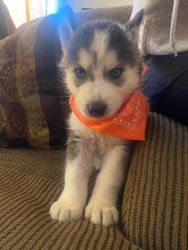 $1,000 OBO 2 month Old Husky Puppy
