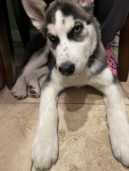 5 month old Male Husky Puppy