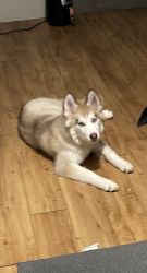 Blue eyes 6 month na half Siberian husky
