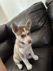 Husky Puppy For Sale!!