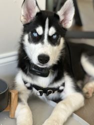 Husky puppy for sale (friendly, trained)
