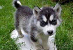 CUTE MALE SIBERIAN HUSKY PUPPIES AVAILABLE