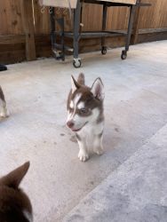 HUSKY PUPPIES FOR SALE