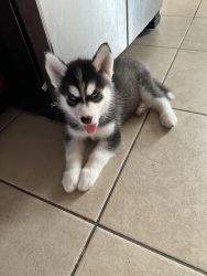 Husky puppies for sale 3 males