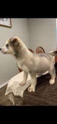 Beautiful Male Siberian Puppy full blooded