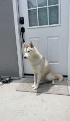 Female husky looking for a forever home.