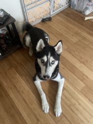 Siberian Husky 1 year old. Well trained!