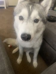 SIBERIAN HUSKY FOR SALE NEEDS A HOME BY FRIDAY 5/18